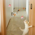 cat-toy-huntercat-710857.jpg