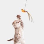 cat-toy-huntercat-710857.jpg